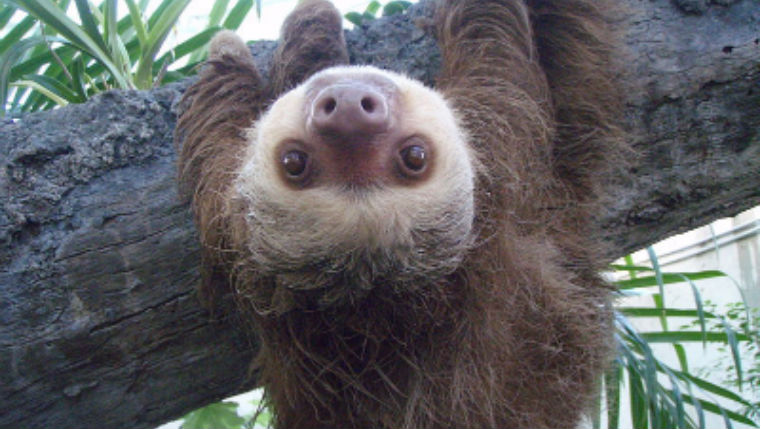 800px-Two_toed_sloth